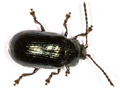 Phratora laticollis